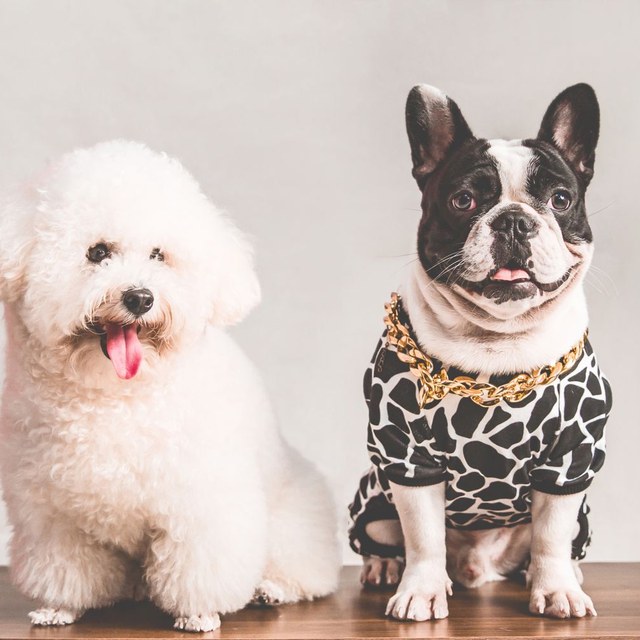 Two happy dogs