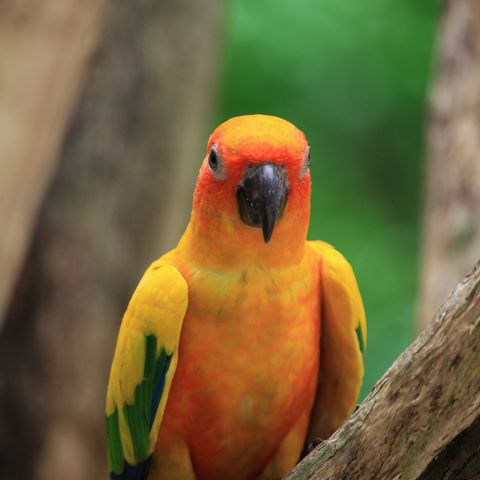 Bird