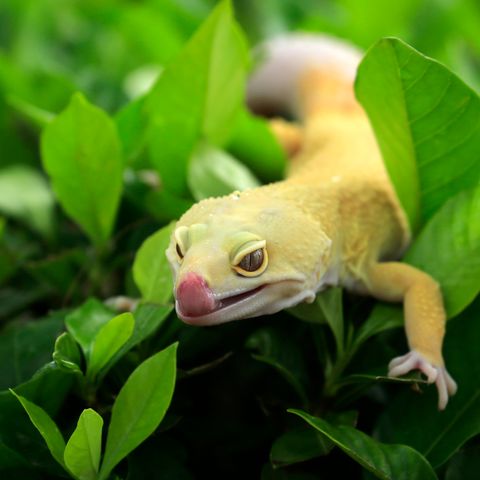 Reptiles