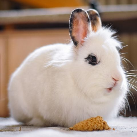 Small Pet