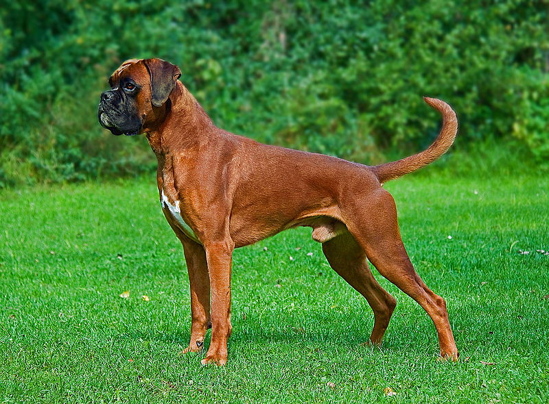 Dogs boxer