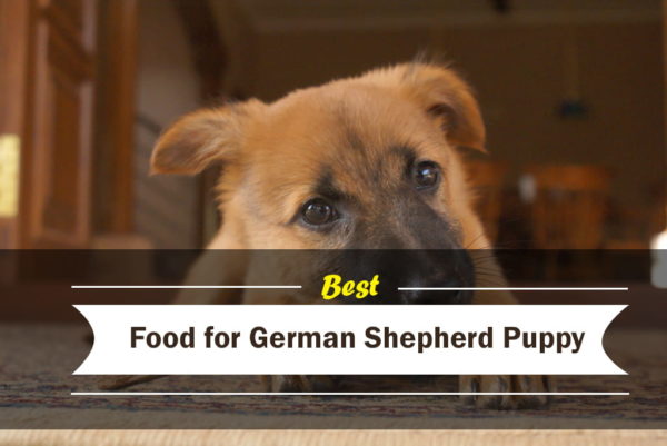 Royal Canin® German shepherd PUPPY dry dog food7