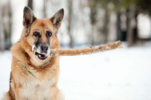 Royal Canin® German shepherd adult dry dog food5