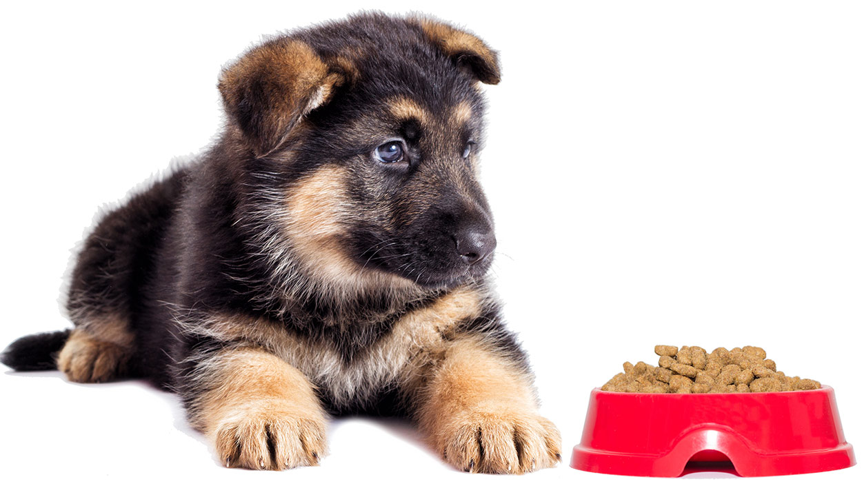 Royal Canin® German Shepherd Puppy Dry Dog Food. - Image 4