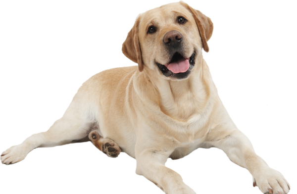 ROYAL CANIN® LABRADOR ADULT DRY DOG FOOD2